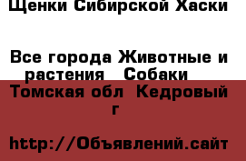 Щенки Сибирской Хаски - Все города Животные и растения » Собаки   . Томская обл.,Кедровый г.